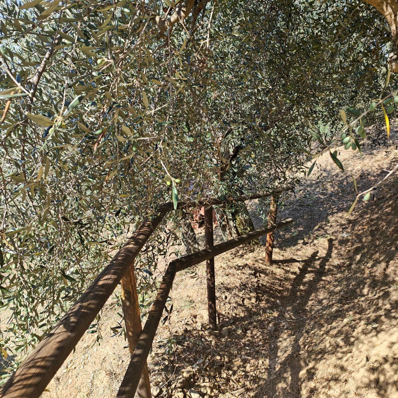 Massaciuccoli Romana المظهر الخارجي الصورة